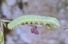 Cucullia celsiae: Larva (Greece, Delfi, early June 2019) [M]