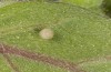 Cucullia celsiae: Ei, vor dem Schlupf leicht grau werdend (W-Zypern, Paphos forest, Anfang April 2018) [M]