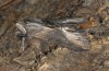 Cucullia celsiae: Falter (e.l.-Zucht, W-Zypern, Paphos forest, Raupe Anfang April 2018, Falter geschlüpft Ende Januar 2019) [S]