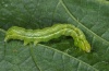 Chrysodeixis chalcites: Half-grown larva (Madeira, March 2013) [M]