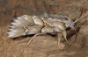 Oxicesta chamoenices: Männchen  (e.l. Cevennen, Raupe im Juli 2012) [S]