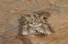 Oxicesta chamoenices: Männchen  (e.l. Cevennen, Raupe im Juli 2012) [S]
