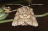 Oxicesta chamoenices: Male (e.l. Cevennes, France, larva in July 2012) [S]