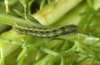 Cucullia chamomillae: Young larva (Schwäbisch Hall, June 2010) [M]