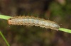 Apamea characterea: Young larva (eastern Swabian Alb, Southern Germany, September 2010)