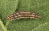 Cryptocala chardinyi: Young larva (breeding photo 2013) [S]