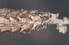 Eremohadena chenopodiphaga: Larva (e.l. rearing, Spain, Zaragoza, Monegros, larvae found on 9. April 2023) [S]
