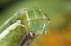 Antitype chi: Adult (e.l. Upper Valais, Gletsch, larva in June 2012) [S]