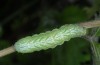 Diachrysia chrysitis: Larva (river Iller near Memmingen, S-Germany, May 2013) [M]