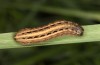 Spodoptera cilium: Larva, the same individual (e.l. rearing, Spain, Almeria, Rio Andarax, record of young larva in mid-November 2022) [S]