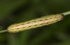 Spodoptera cilium: Larva, the same individual (e.l. rearing, Spain, Almeria, Rio Andarax, record of young larva in mid-November 2022) [S]