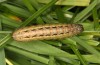 Spodoptera cilium: Larva (e.l. rearing, Spain, Almeria, Rio Andarax, record of young larva in mid-November 2022) [S]