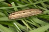 Spodoptera cilium: Raupe (e.l. Spanien, Almeria, Rio Andarax, Jungraupenfund Mitte November 2022) [S]