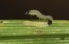 Spodoptera cilium: L1 larva (F1 e.l. rearing, Spain, Almeria, Rio Andarax, larvae in mid-November 2022) [S]