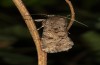 Spodoptera cilium: Männchen (e.l. Spanien, Almeria, Rio Andarax, Raupen Mitte November 2022) [S]