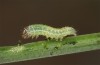 Spodoptera cilium: L2 Raupe (F1 e.l. Spanien, Almeria, Rio Andarax, Raupen Mitte November 2022) [S]