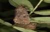 Spodoptera cilium: Weibchen (e.l. Spanien, Almeria, Rio Andarax, Raupen Mitte November 2022) [S]