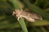 Spodoptera cilium: Weibchen (e.l. Spanien, Almeria, Rio Andarax, Raupen Mitte November 2022) [S]