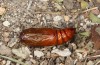 Spodoptera cilium: Pupa (e.l. rearing, Spain, Almeria, Rio Andarax, record of young larva in mid-November 2022) [S]