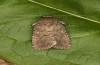 Spodoptera cilium: Female (e.l. rearing, Spain, Almeria, Rio Andarax, larvae in mid-November 2022) [S]