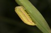 Spodoptera cilium: Half-grown larva (e.l. rearing, Spain, Almeria, Rio Andarax, record of young larva in mid-November 2022) [S]