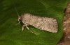 Spodoptera cilium: Weibchen (e.l. Spanien, Almeria, Rio Andarax, Raupen Mitte November 2022) [S]