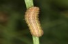 Spodoptera cilium: Halbwüchsige Raupe (e.l. Spanien, Almeria, Rio Andarax, Jungraupenfund Mitte November 2022) [S]