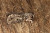 Spodoptera cilium: Male (e.l. rearing, Spain, Almeria, Rio Andarax, larvae in mid-November 2022) [S]