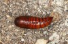 Spodoptera cilium: Puppe (e.l. Spanien, Almeria, Rio Andarax, Jungraupenfund Mitte November 2022) [S]