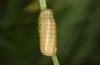 Spodoptera cilium: Half-grown larva (e.l. rearing, Spain, Almeria, Rio Andarax, record of young larva in mid-November 2022) [S]