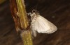 Spodoptera cilium: Falter mit noch weichen Flügeln (e.l. Spanien, Almeria, Rio Andarax, Raupen Mitte November 2022) [S]