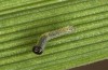 Spodoptera cilium: L1 larva (F1 e.l. rearing, Spain, Almeria, Rio Andarax, larvae in mid-November 2022) [S]