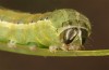 Spodoptera cilium: Larva, the same individual (e.l. rearing, Spain, Almeria, Rio Andarax, record of young larva in mid-November 2022) [S]