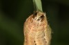 Spodoptera cilium: Larva, the same individual (e.l. rearing, Spain, Almeria, Rio Andarax, record of young larva in mid-November 2022) [S]