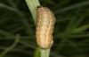 Spodoptera cilium: Raupe, selbes Exemplar (e.l. Spanien, Almeria, Rio Andarax, Jungraupenfund Mitte November 2022) [S]