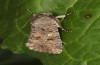 Spodoptera cilium: Male (e.l. rearing, Spain, Almeria, Rio Andarax, larvae in mid-November 2022) [S]