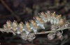 Cucullia cineracea: Larva (Hautes-Alpes, mid-September 2012) [N]