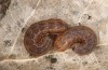 Sunira circellaris: Half-grown larva (S-Germany, Stuttgart, under aspen, early April 2021) [S]