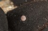 Sunira circellaris: Egg on Fraxinus (S-Germany, Memmingen, January 2021) [M]