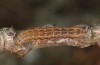 Sunira circellaris: Half-grown larva on Carpinus (e.o. rearing, S-Germany, Memmingen, egg found in January 2021) [S]