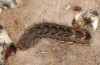 Sunira circellaris: Larva (S-Germany, Stuttgart, under aspen, found in early April 2021) [S]