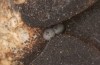 Sunira circellaris: Eier an Esche, wohl parasitiert oder anderweitig abgestorben (Memmingen, Januar 2021) [S]