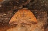 Sunira circellaris: Adult (e.l. rearing, S-Germany, Stuttgart, larva found on Populus tremula in early April 2021) [S]