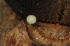 Sunira circellaris: Egg on ash, still not developed (Memmingen, early December 2021) [M]