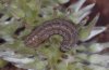 Agrochola circellaris: Jungraupe