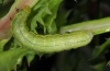 Cornutiplusia circumflexa: Larva [S]