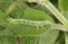 Thysanoplusia circumscripta: Young larva (Greece, Samos Island, S of Agios Konstantinos, late June 2016) [M]