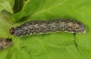 Tiliacea citrago: Larva (e.l. eastern Swabian Alb, Southern Germany 2012) [S]