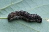 Xanthia citrago: Larva (Memmingen, Southern Germany) [M]