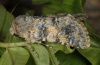 Adult (e.l. Alpes-Maritimes, larva in July 2011)